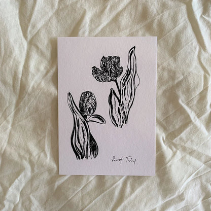 Open and Closed Parrot Tulip